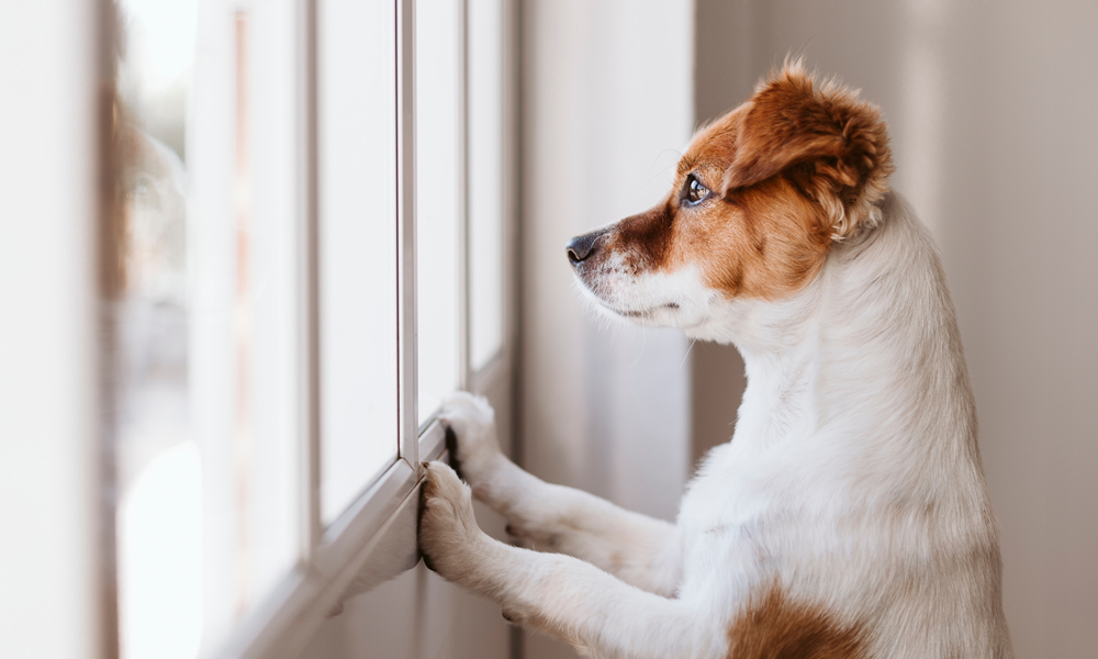 Separation Anxiety in Dogs