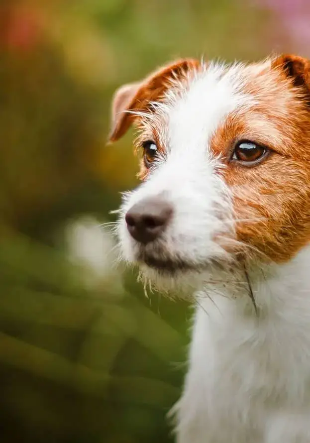 dog-boarding-near-me-portrait-7c0183c5e816b80ecaab752796635db0-af8hyv5ig3s7