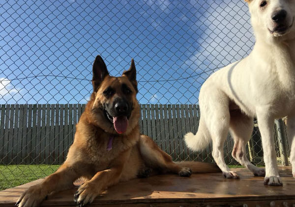 cattery east auckland